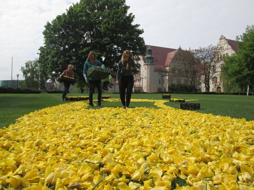 Sypią tulipany, czyli Poznański Dywan Kwiatowy w parku Mickiewicza [ZDJĘCIA]