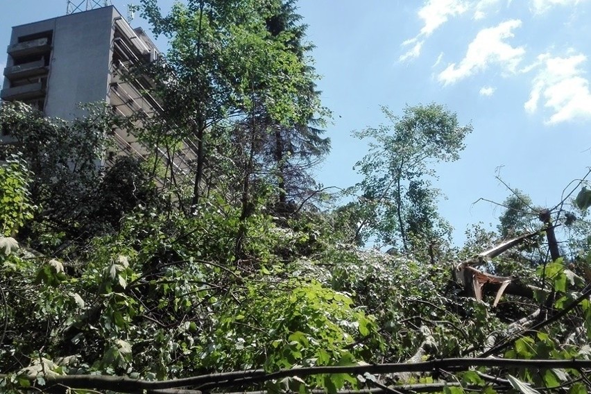 Bielsko-Biała: Wielka wycinka drzew wokół "Stalownika" ZDJĘCIA