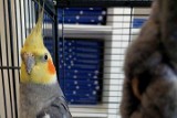Papuga nimfa czeka na swoich właścicieli. Uciekinierka przebywa w schronisku w Poznaniu