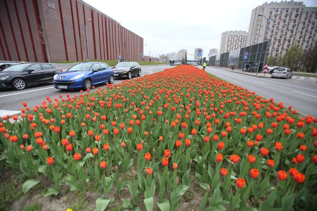 Piękne czerwone tulipany witają kierowców wjeżdżających do Katowic