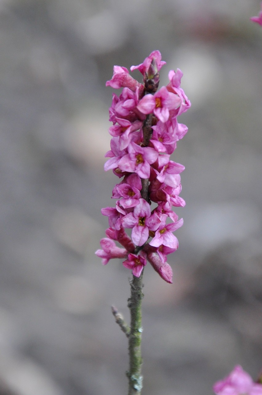 Wawrzynek wilczełyko (Daphne mezereum)