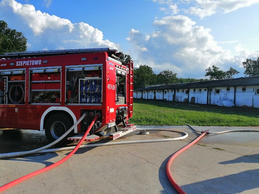 Nowe Szepietowo Podleśne: W pożarze chlewni zginęło ponad 600 świń [27.06.2019]