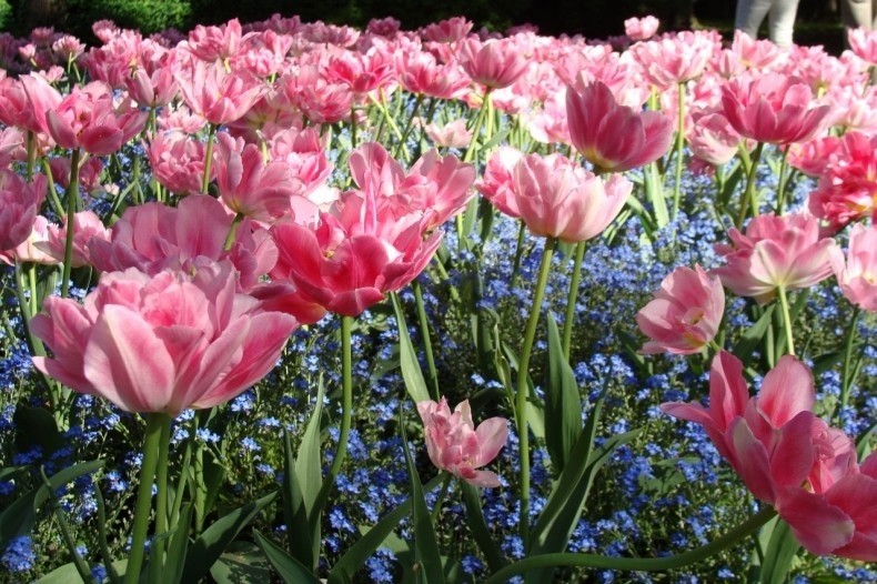 Połączenie np. tulipanów i niezapominajek wygląda bardzo...