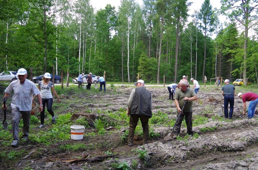 Gmina Iłża. W Marculach pracownicy Starostwa Powiatowego w Radomiu posadzili ponad tysiąc sadzonek dębów szypułkowych