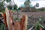 Huragan zniszczył budynki gospodarcze i powalił drzewa w sadach? Rolnicy mogą z tego tytułu ubiegać się o wsparcie z ARiMR