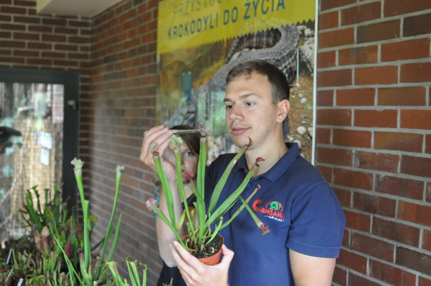 II Dzień Zwierząt w Śląskim Ogrodzie Zoologicznym: Wystawa mięsożernych roślin