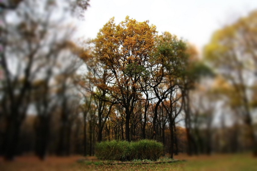 Tak wygląda park Zielona w jesiennych barwach