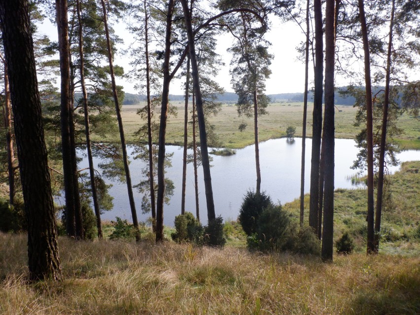 Święta Studnia i łąki ją otaczające, czyli niezgłębione tajemnice Puszczy Bydgoskiej