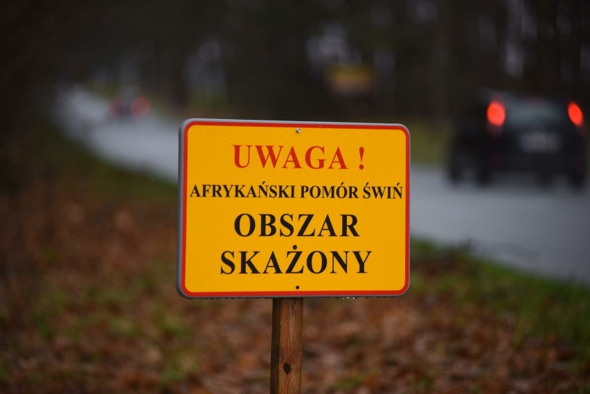 Prawie 900 dzików pójdzie do odstrzału na Dolnym Śląsku.