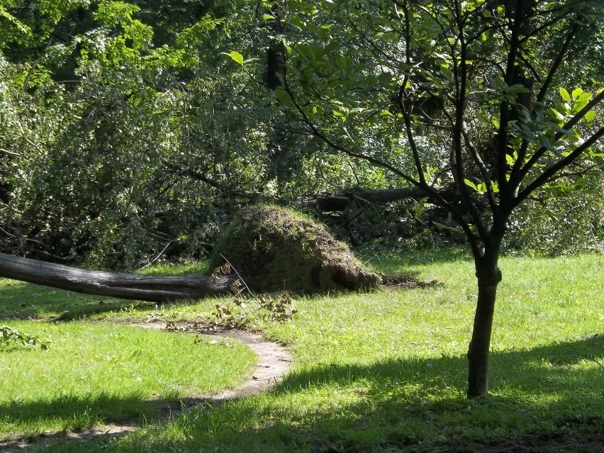 Burza w Pszczynie. Park po burzy w Pszczynie