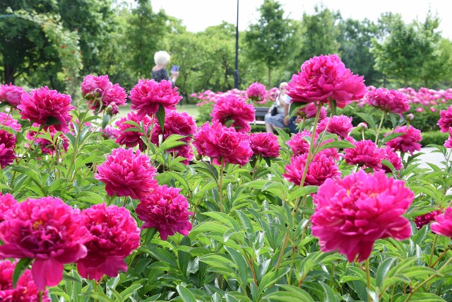 Ogrody Zapachu w inowrocławskich Solankach zachwycają obecnie różnymi odmianami piwonii i róż. Jest tam kolorowo i bardzo aromatycznie