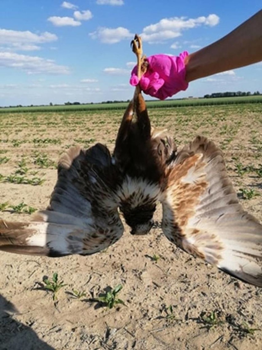 Na polach znaleziono w ostatnich dniach 30 martwych ptaków -...