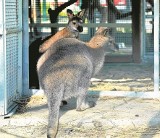 Solanki z dwoma kangurami i pawiem