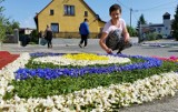 Na Boże Ciało ułożyli kilometry kwiatowych dywanów [wideo]