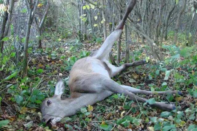 Zdecydowana większość skłusowanej zwierzyny kończy życie w męczarniach.