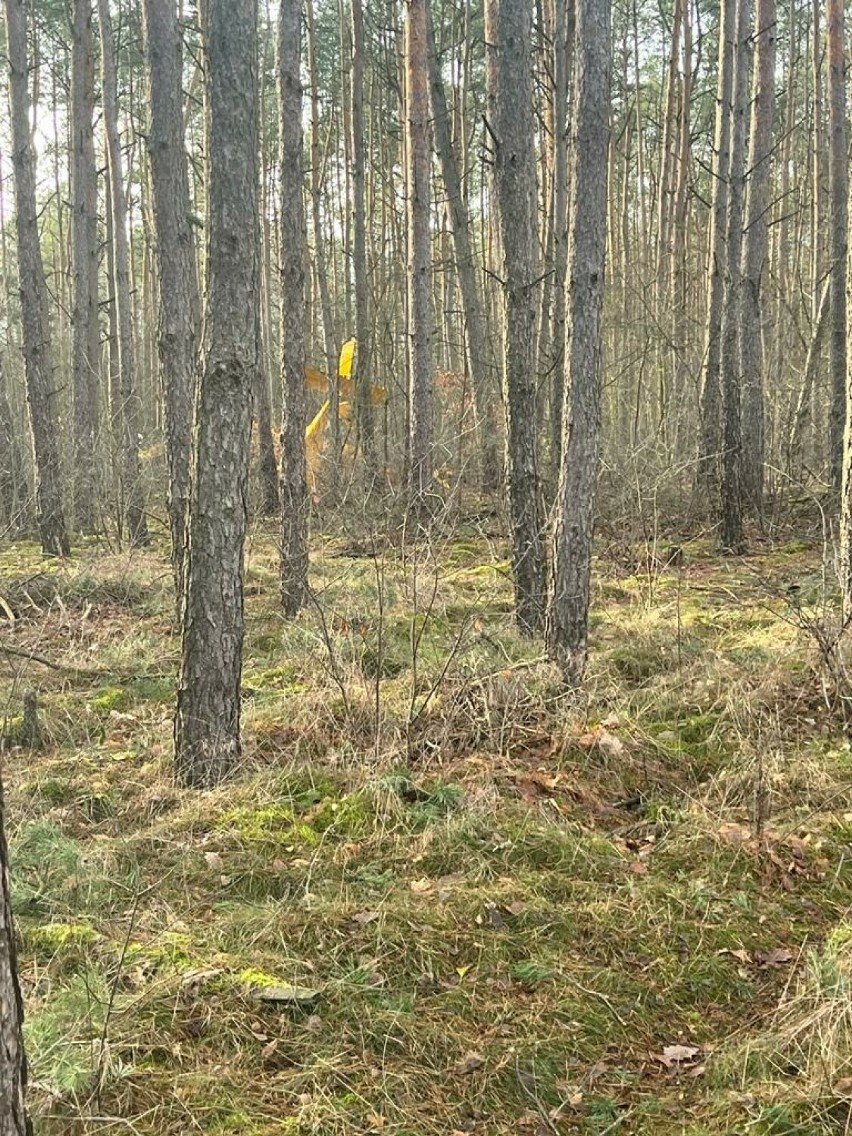 Samolot rozbił się w lesie w Słonawach koło Obornik.