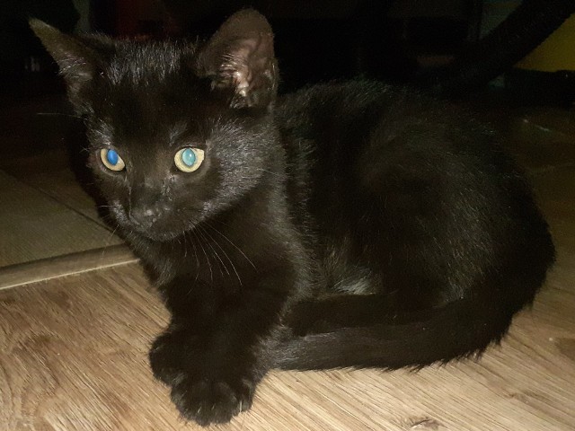 Czarne kotki pilnie potrzebują domu. Gmina Parchowo sfinansuje sterylizację i kastrację.