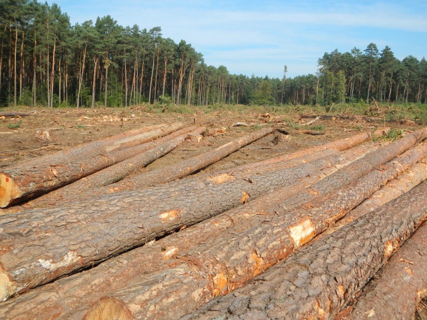 Wycinka drzew w Puszczy Bydgoskiej pod budowę trasy...