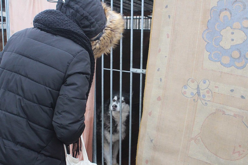 Dzień Otwarty w Schronisku dla Bezdomnych Zwierząt w Lublinie
