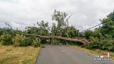 W gminie Dobrodzień wielkie drzewo runęło na jezdnię. Uszkodziło linię energetyczną