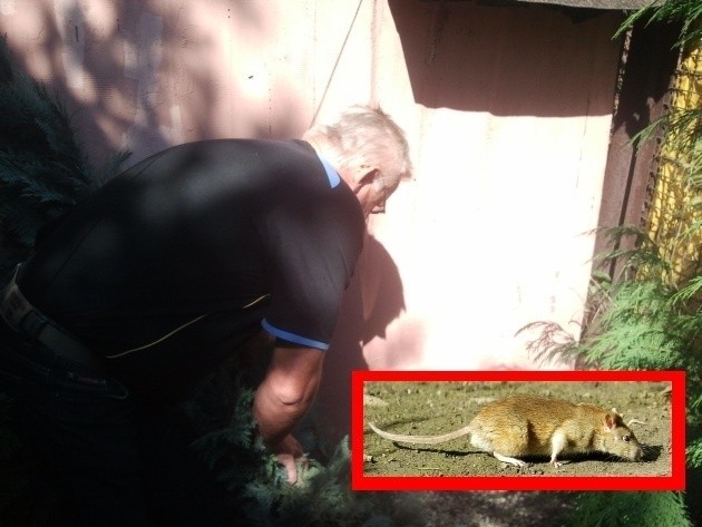 - Szczury wchodzą do mojego ogródka przez tunel, który wykopały pod domkiem sąsiadów - skarży się Jan Białkowski.