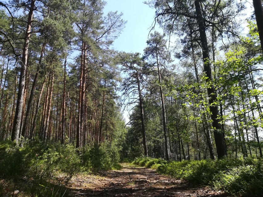 Lubuskie lasy tak suche nie były już dawno. Wystarczy iskra,...