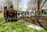 Muzeum Wsi Lubelskiej przygotowuje się na wiosnę. W niedzielę będzie można zobaczyć jak nasi przodkowie uprawiali pola