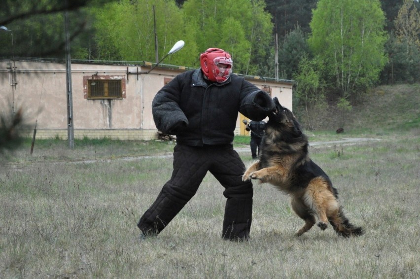 Policyjne psy przechodzą testy. Tropienie, pościg, obrona i posłuszeństwo (zdjęcia)
