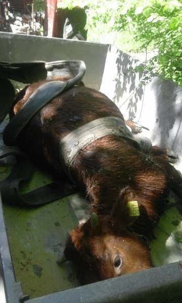 Lipie. Strażacy uratowali krowę, która spadła z 10 metrów. Zwierzę ugrzęzło w rowie [ZDJĘCIA]