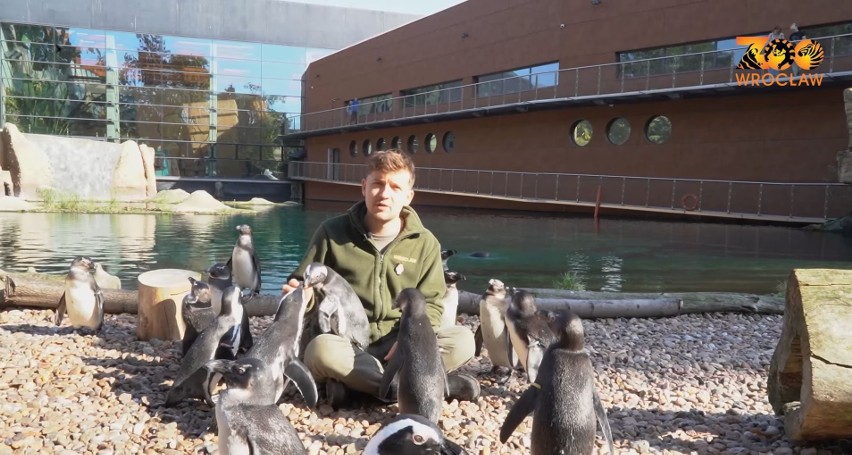 "Przestańcie! Ała! Nie bijcie się! Ała!". Pingwiny z wrocławskiego zoo to niezłe ziółka [ZOBACZCIE NAGRANIE]