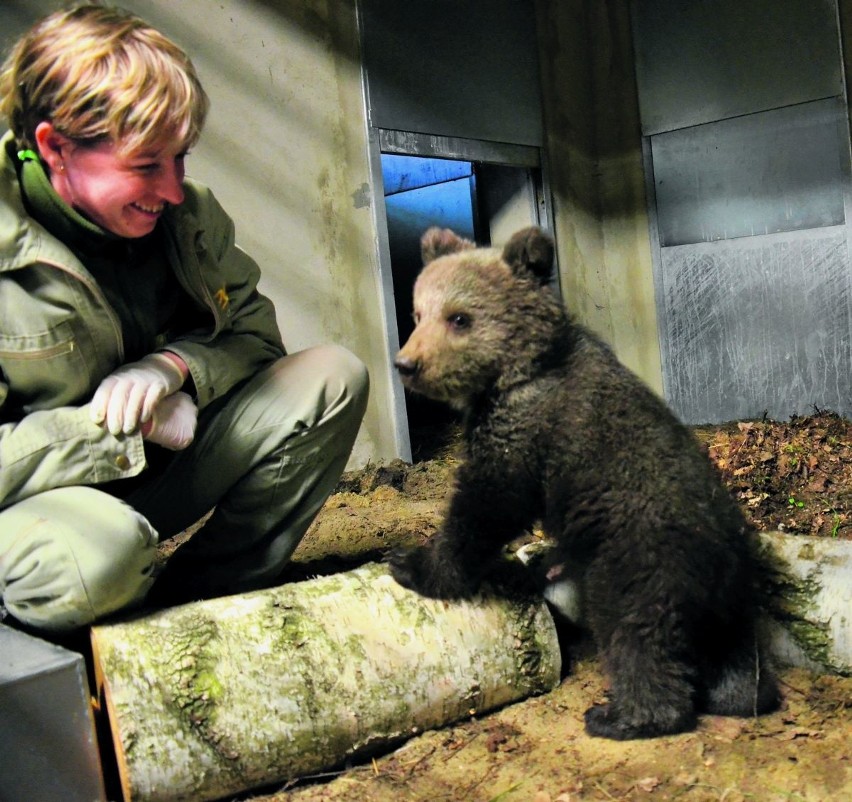 Niedźwiadkiem w azylu w Nowym Zoo zajmuje się na zmianę...