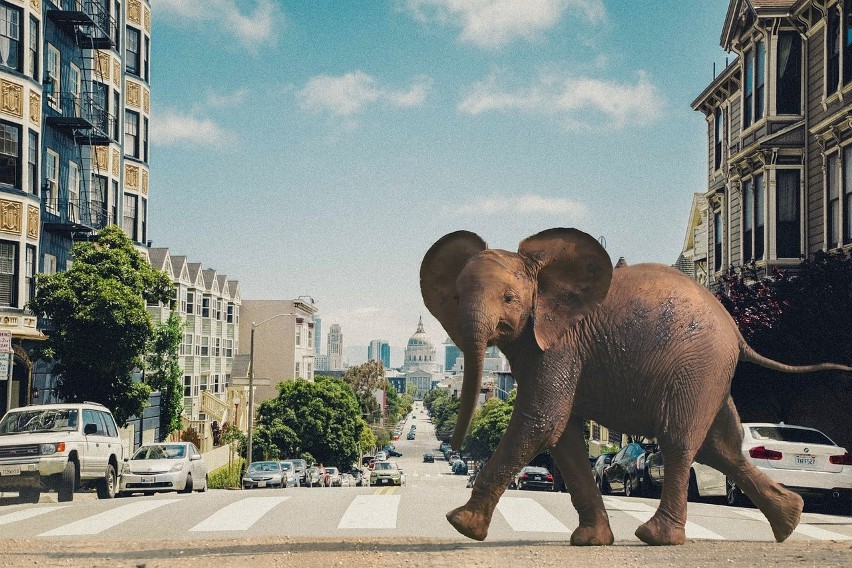 Na Florydzie za „zaparkowanie” słonia na ulicy należy uiścić...