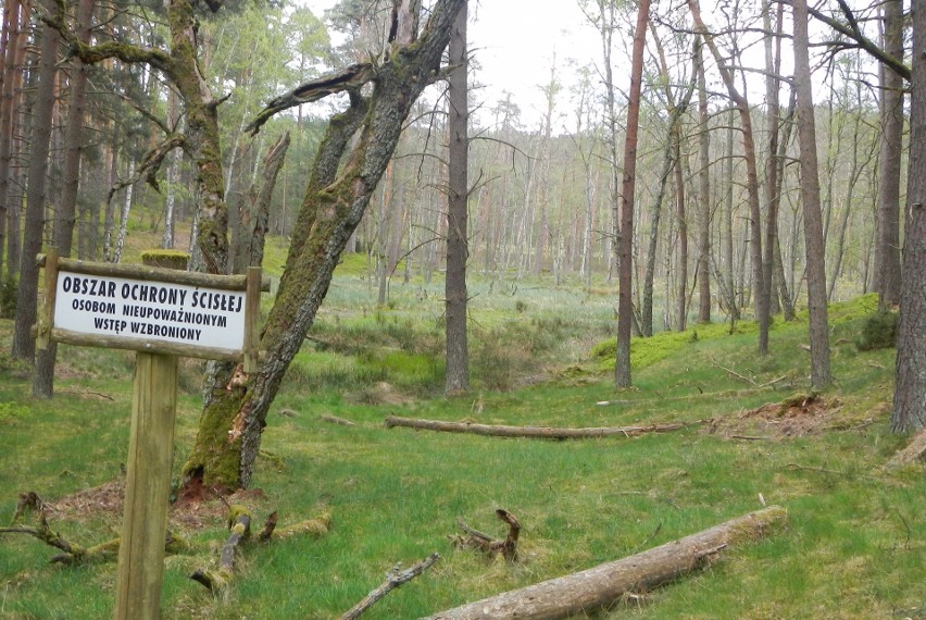 Atrakcje w Borach Tucholskich i na Krajnie. Latem znajdziesz tam swoje miejsce