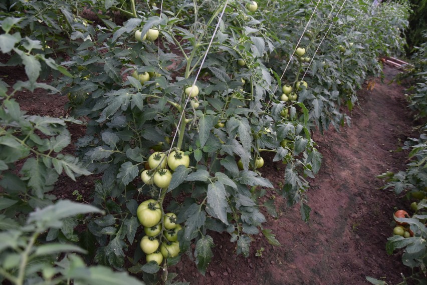 Gorlice. Pomidory olbrzymy u ogrodnika Romana Oleszkowicza. Jeden owoc wystarczy na śniadanie dla całej rodziny
