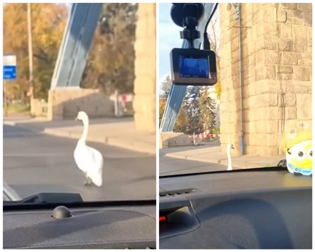 Wrocławscy kierowcy są przyzwyczajeni do utrudnień na drogach. Ale ptak spacerujący po ulicy to jednak rzadkość