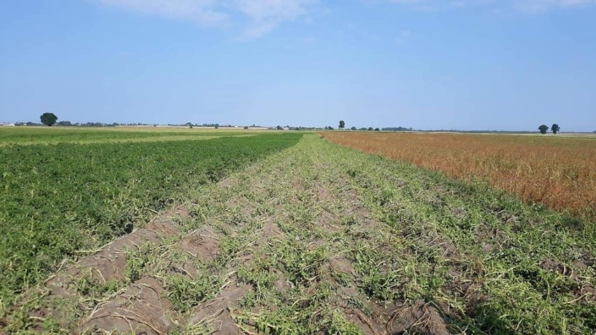 Gradobicie zniszczyło uprawy w gminie Bałtów. Trwa szacowanie strat. Rolnicy mogą składać wnioski do gminy