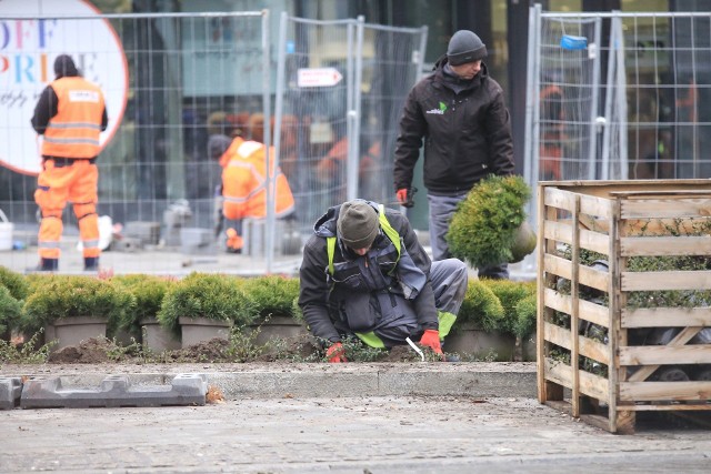 Pierwsze drzewa (dęby szypułkowe) sadzone są przy platformach przystankowych oraz przed budynkiem Hotelu Rzymskiego.Zobacz zdjęcia --->