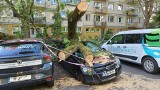W Krakowie drzewo przygniotło samochody. "Nie było silnego wiatru"