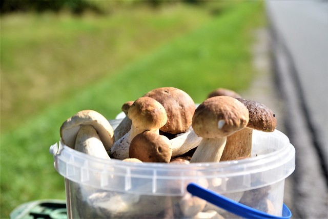 Na trasie między Kielcami i Końskimi, jak zwykle o tej porze roku, pojawili się grzybiarze handlujący swoimi zbiorami. W wiaderkach mają na sprzedaż prawdziwki, podgrzybki oraz kanie. Ile kosztują zbiory? Sprawdźcie, czy opłaca się samodzielnie zbierać grzyby>>>>