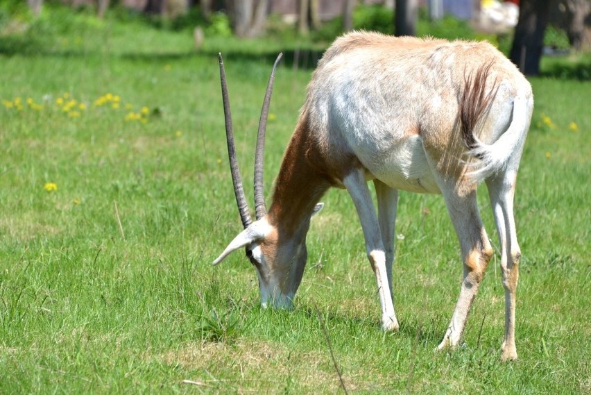 Pierwsze ZOO w województwie świętokrzyskim! Powstało z pasji... (WIDEO, zdjęcia)