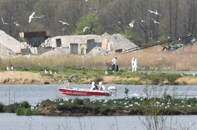 Ognisko ptasiej grypy stwierdzono u padłych mew śmieszek, które przyleciały na okres lęgowy na zbiornik pożwirowy w Zabawie k. Tarnowa. Teren został zabezpieczony, na miejscu pracują inspektorzy weterynaryjni, policja i straż oraz służby gminne