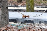 Park Zdrojowy w Busku czeka na kuracjuszy. Na razie królują...wiewiórki. Zobaczcie zdjęcia