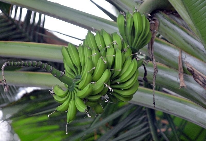 Banany, kawowce, tamarillo, czyli pomidory drzewiaste, figowce w Palmiarni [zdjęcia]
