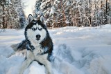 Bohaterski husky uratował życie swojej pani. Wyczuł ulatniający się gaz