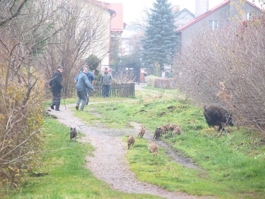 Stado dzików, a konkretnie dwie lochy i blisko 20 młodych...