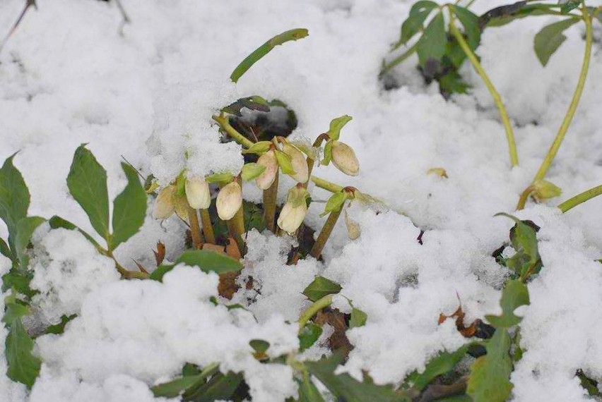 Śnieg, którego w ubiegłym tygodniu napadało w Toruniu dość...
