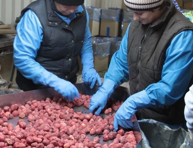 W Zakładach Przetwórstwa Spożywczego Maków w podradomskim Makowie kończy się już sezon truskawkowy.