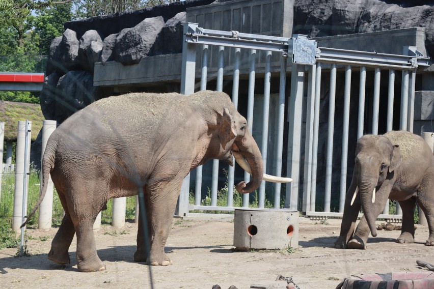 Trzeci słoń w Orientarium w Łodzi. W zoo będą wychowywane młode słonie   