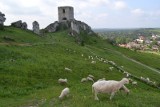Pod olsztyńskim Zamkiem pasą się owce. To  możliwe dzięki programowi LIFE+ [ZDJĘCIA]