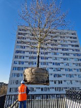 Kraków. AGH przesadziła kolejne drzewo! 10-letni platan klonolistny stanął w budowanej hali sportowej przy ul. Buszka